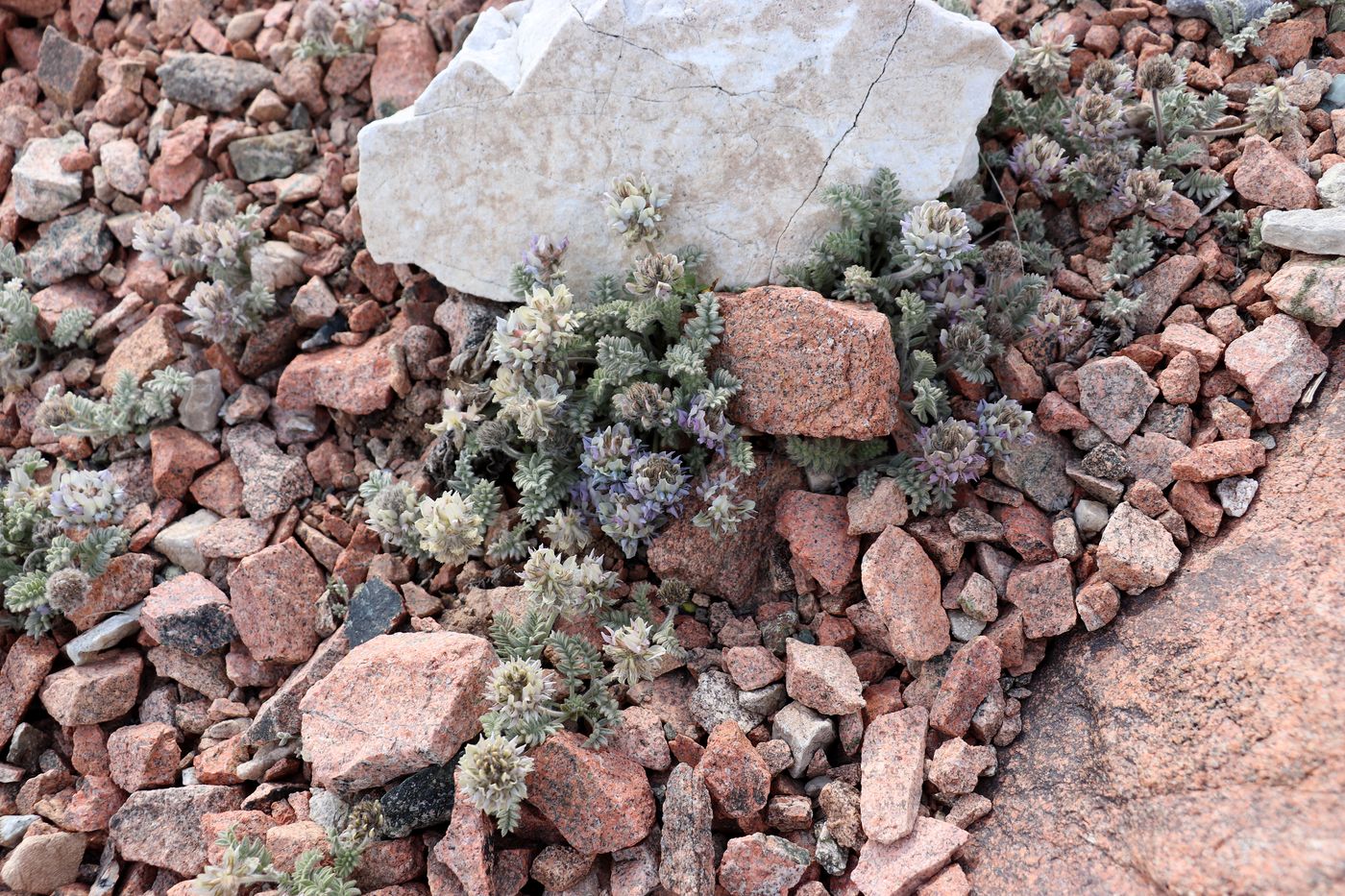 Image of Oxytropis terekensis specimen.