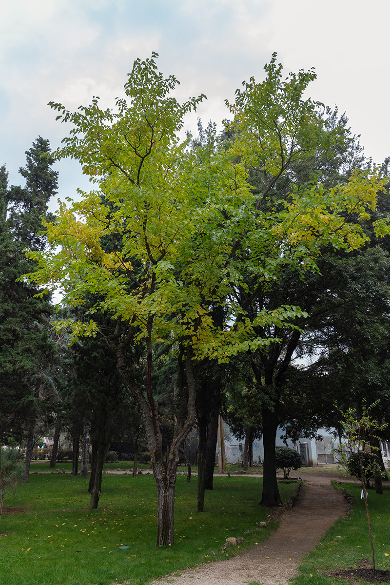 Image of Morus alba specimen.