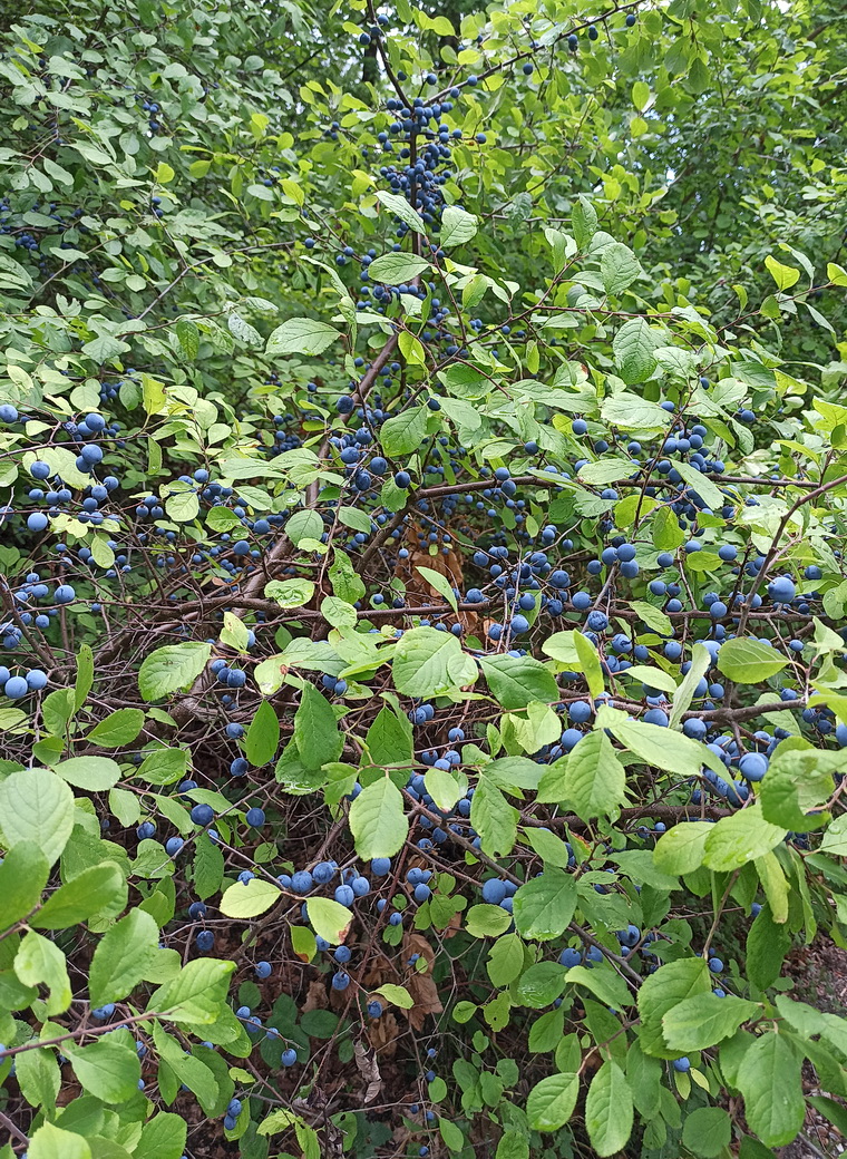 Изображение особи Prunus spinosa.