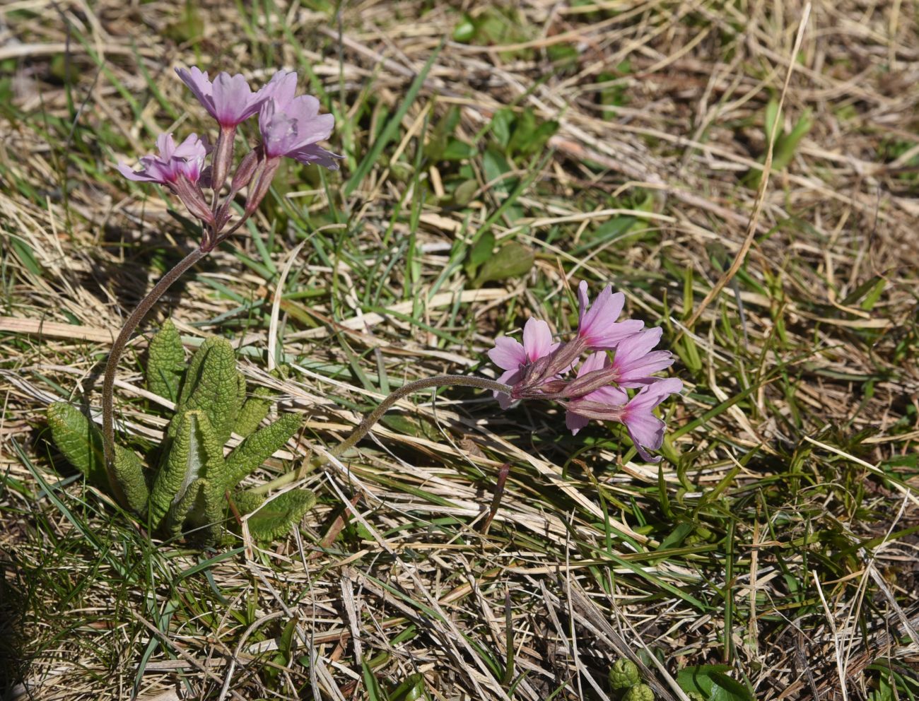 Изображение особи Primula amoena.