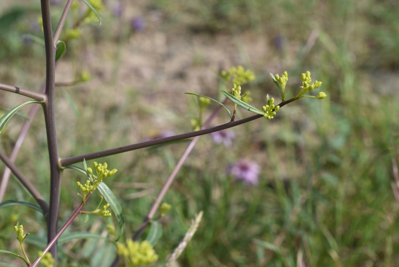 Изображение особи Erucastrum armoracioides.