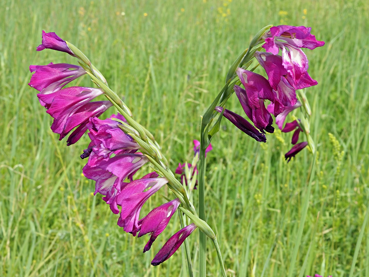Image of Gladiolus imbricatus specimen.
