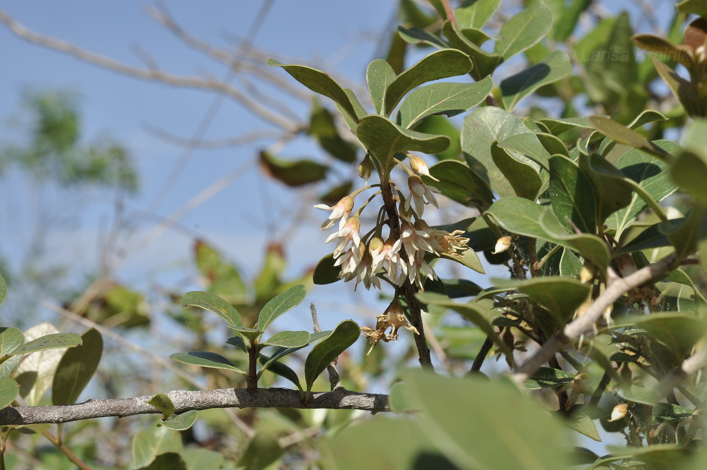 Image of Unknown species specimen.