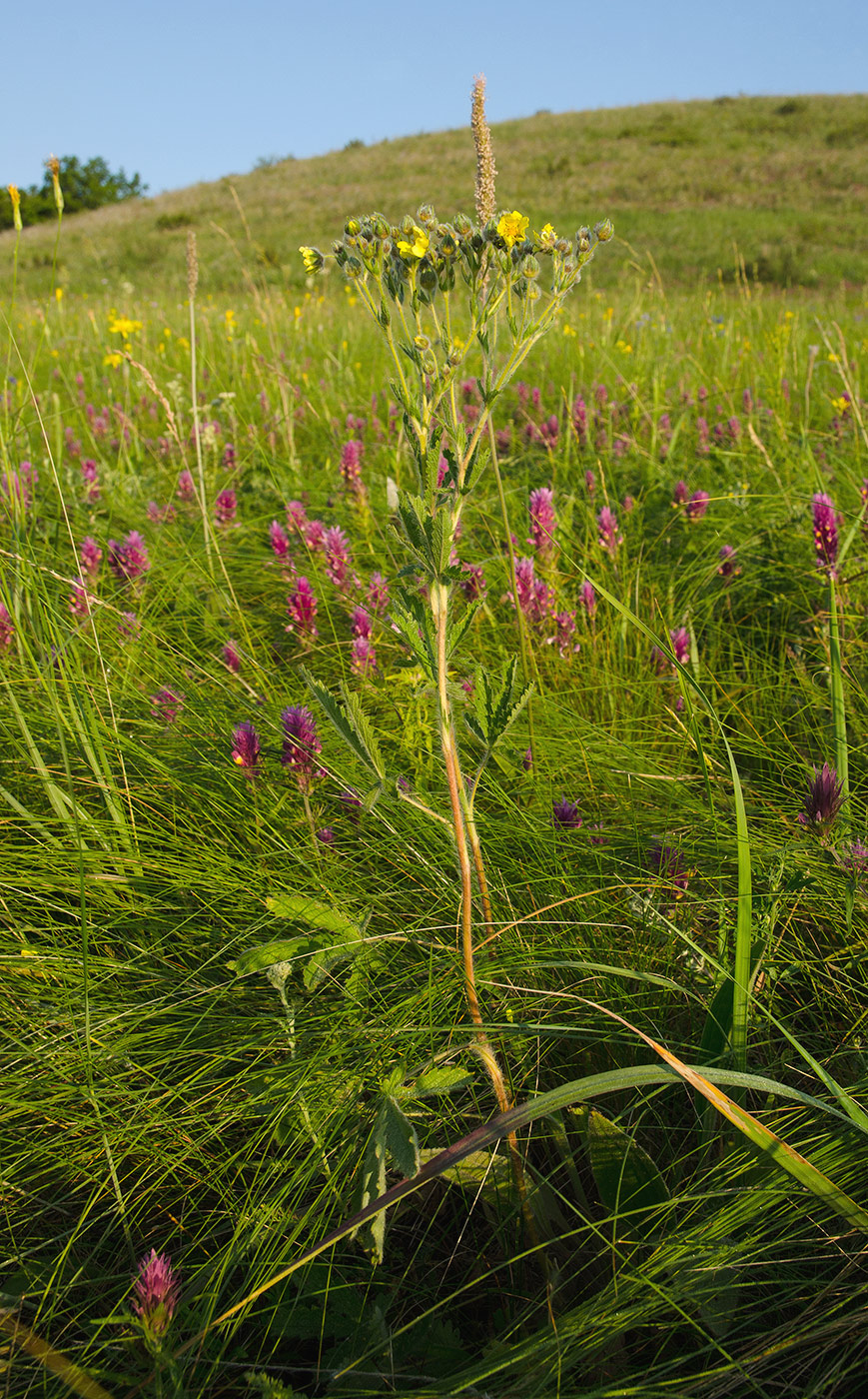 Изображение особи род Potentilla.