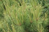 Pinus pinea. Верхушки ветвей с молодыми побегами (вид сверху). Краснодарский край, Черноморское побережье Кавказа, г. Новороссийск. 31 мая 2025 г.