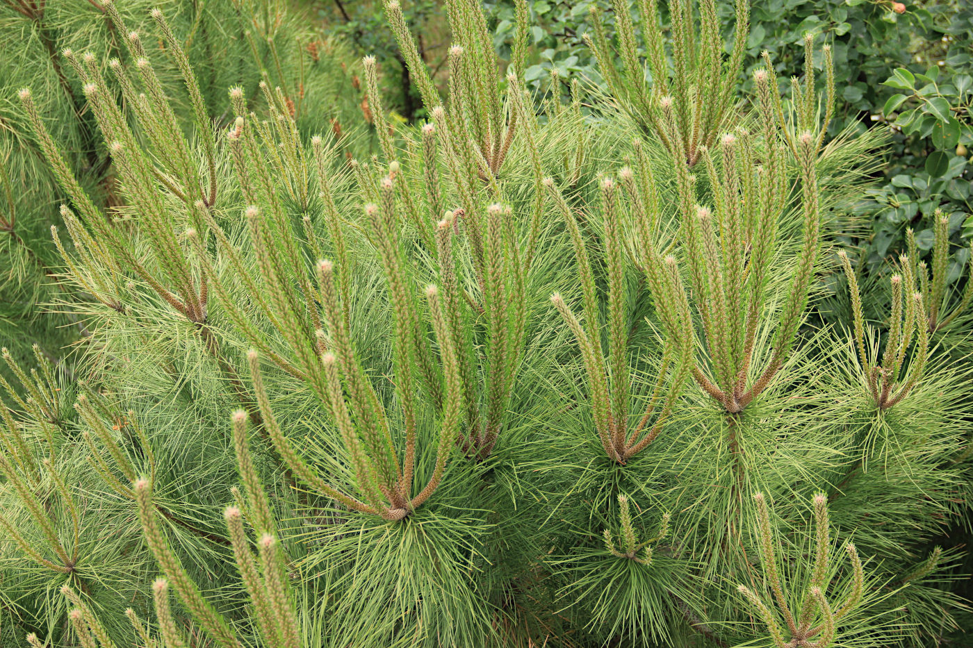 Image of Pinus pinea specimen.