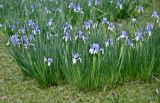 Iris lactea. Цветущие растения. Китай, пров. Ганьсу, хр. Циляньшань, дол. Матисы, ≈ 2600 м н.у.м., используемый под выпас луговой склон. 05.06.2025.