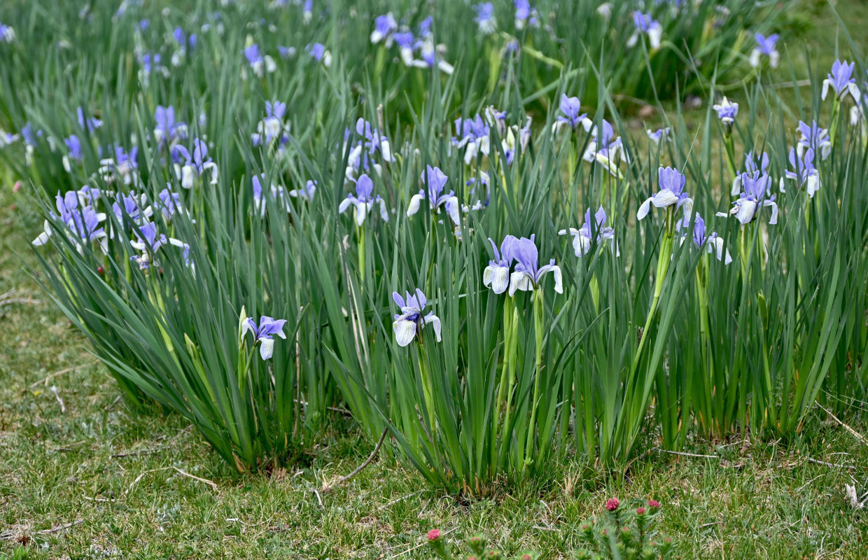 Image of Iris lactea specimen.