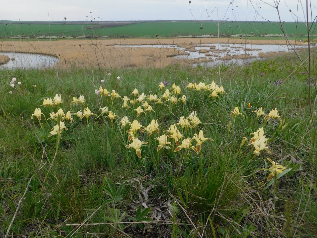 Image of Iris pumila specimen.