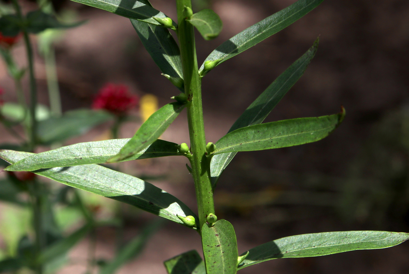 Изображение особи Digitalis laevigata.