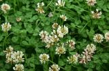род Trifolium. Цветущие растения. Мурманская обл., окр. пос. Росляково, западный берег губы Чалмпушка, небольшой луг на берегу. 8 июля 2026 г.