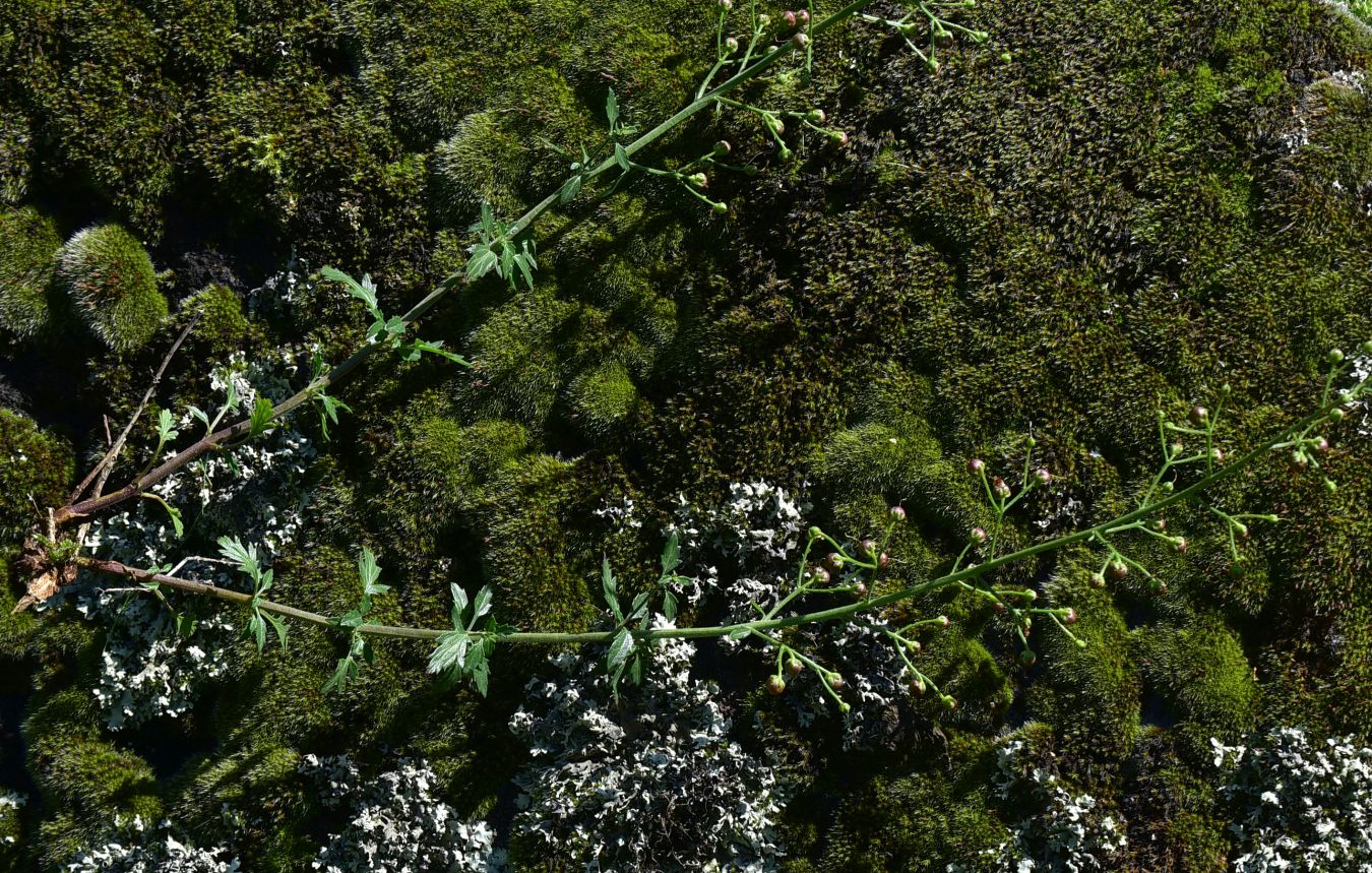 Image of genus Scrophularia specimen.