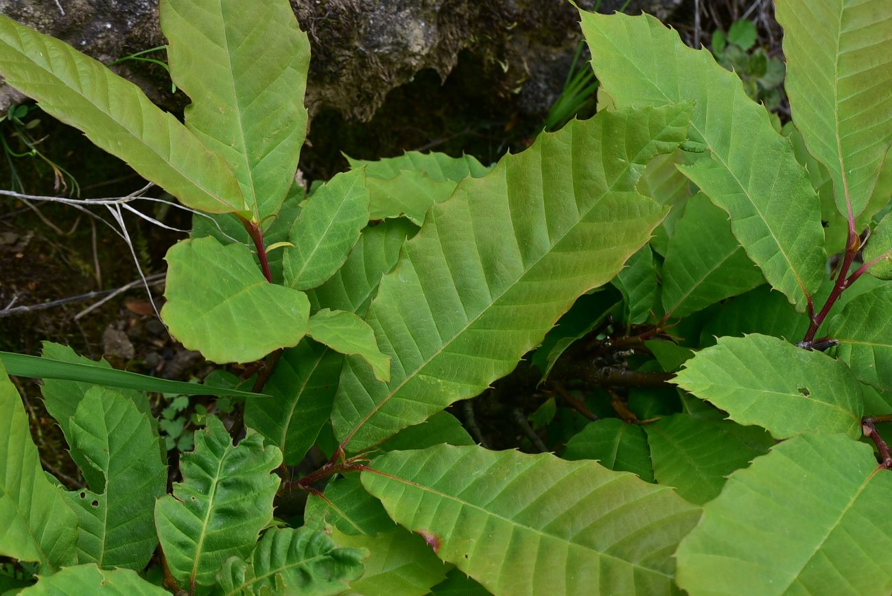 Image of Castanea sativa specimen.