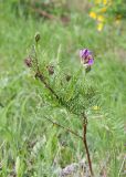 genus Astragalus. Цветущее растение. Казахстан, Восточно-Казахстанская обл., г. Усть-Каменогорск, пос. Красина, вершина горы Аблакетка недалеко от смотровой площадки, закустаренная степь. 08.05.2026.