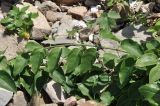 genus Actinidia. Верхушка побега. Приморье, о. Шкота, мыс, каменистый берег моря. 20.07.2026.