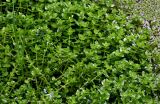 Bacopa caroliniana