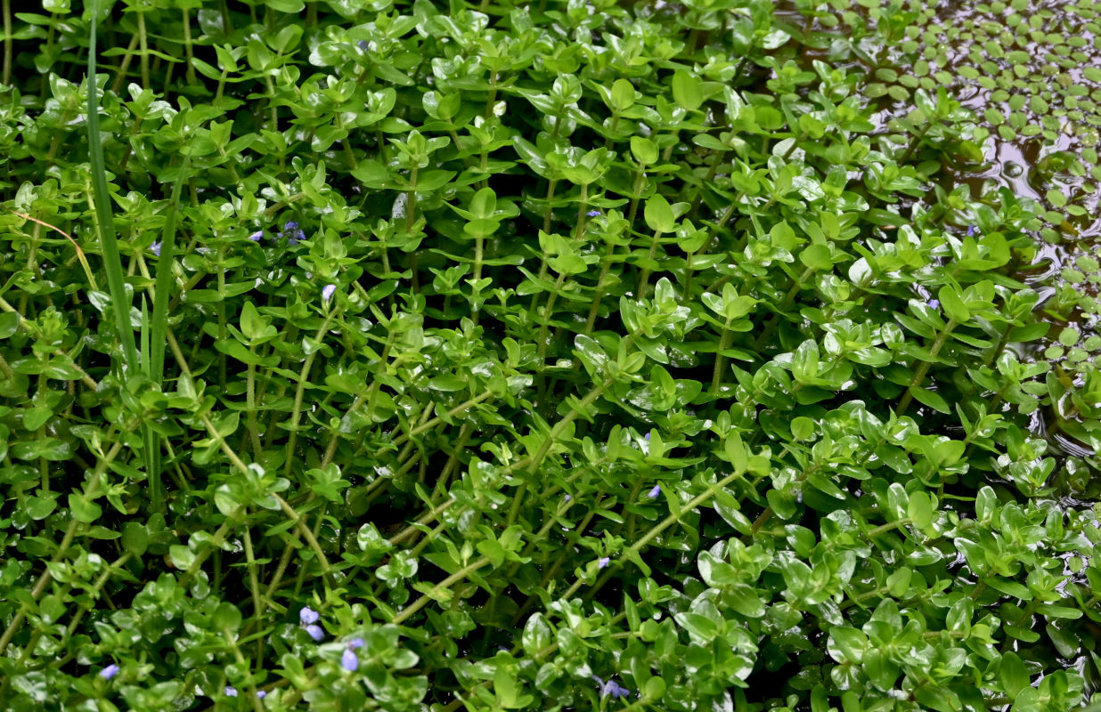 Image of Bacopa caroliniana specimen.
