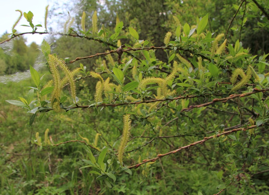 Image of Salix triandra specimen.