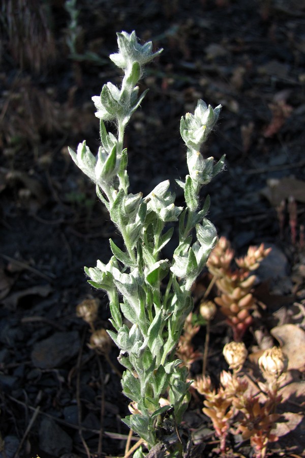 Image of Filago arvensis specimen.