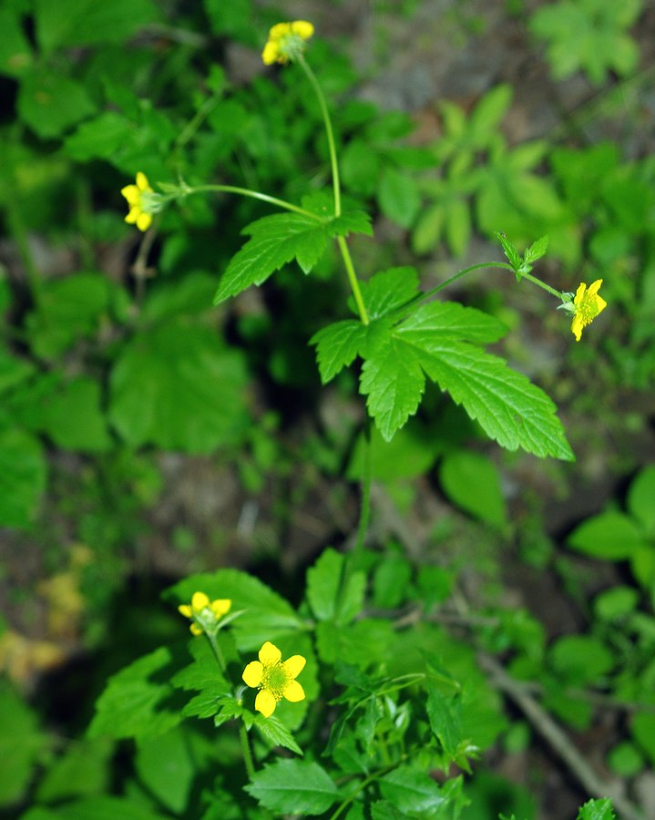 Image of Geum urbanum specimen.