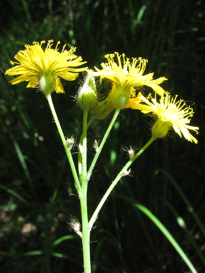 Изображение особи род Hieracium.