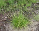 Carex loliacea