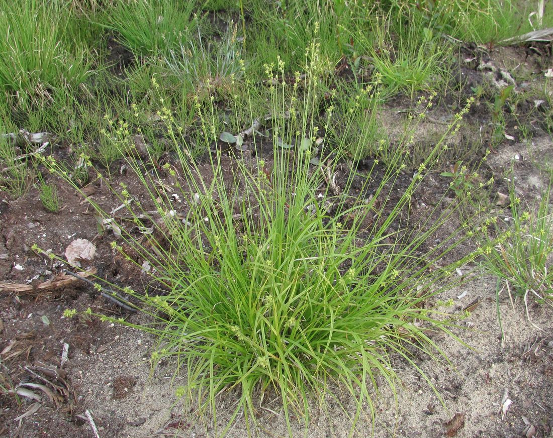 Изображение особи Carex loliacea.