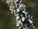 Betonica officinalis. Часть соцветия. Московская обл., Раменский р-н, окр. дер. Хрипань, луг. 16.07.2005.
