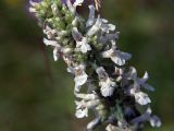 Betonica officinalis