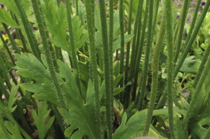 Image of Papaver amurense specimen.