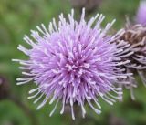 Cirsium setosum