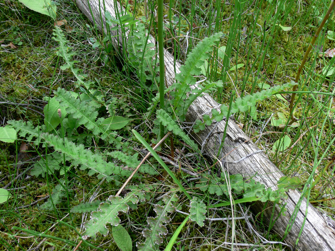 Изображение особи Pedicularis sceptrum-carolinum.