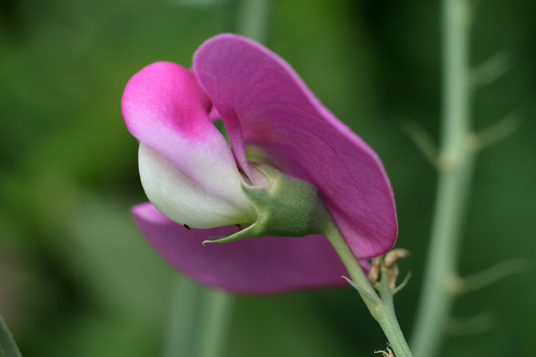 Изображение особи Lathyrus latifolius.