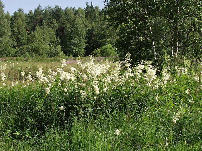 Image of Filipendula ulmaria specimen.