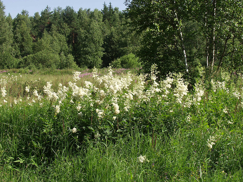 Изображение особи Filipendula ulmaria.