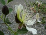 Capparis herbacea