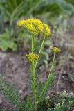 семейство Apiaceae. Верхушка цветущего растения. Таджикистан, Гиссарский хр., ущелье Сингисафат. 29.04.2011.