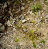 Lamium amplexicaule