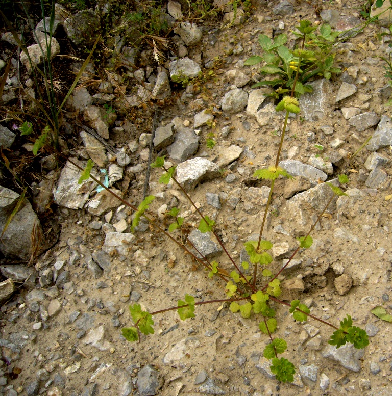Image of Lamium amplexicaule specimen.