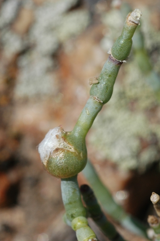 Изображение особи Anabasis cretacea.