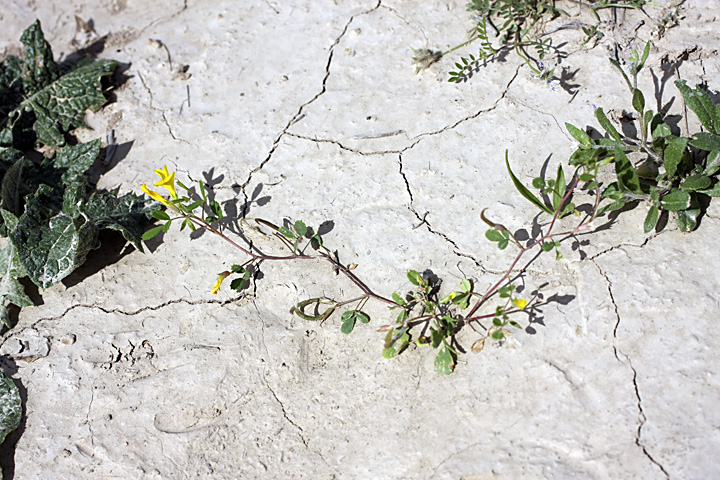 Image of Trigonella grandiflora specimen.