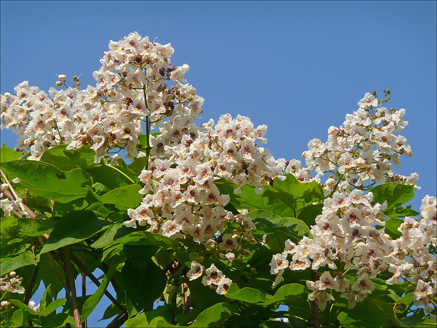 Image of Catalpa bignonioides specimen.