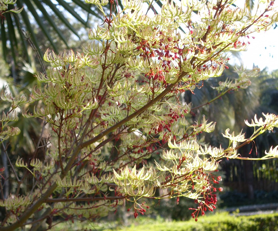 Изображение особи Acer palmatum.