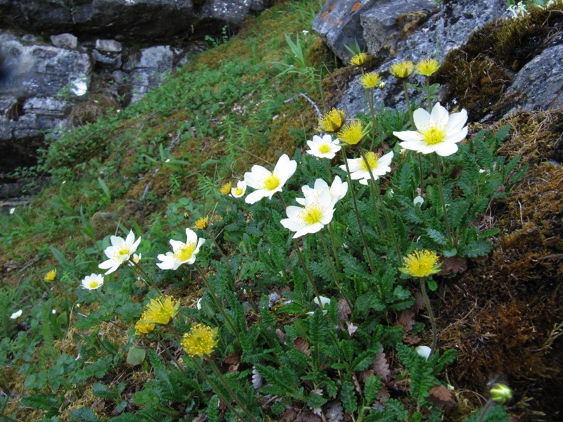 Изображение особи Dryas octopetala.