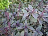 Ocimum basilicum
