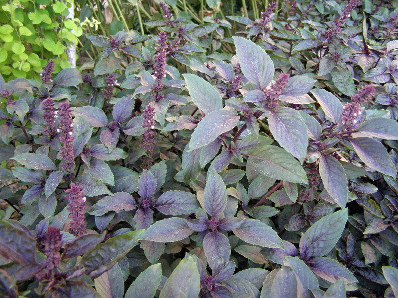 Изображение особи Ocimum basilicum.