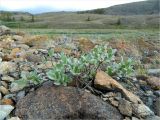 Salix glauca