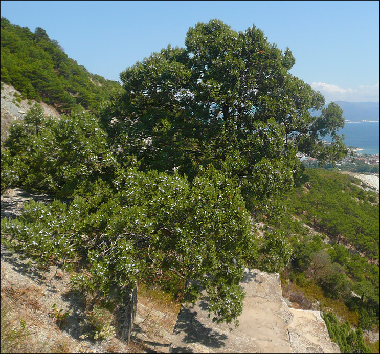 Image of Juniperus excelsa specimen.