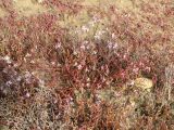 Tripolium pannonicum. Цветущее растения. Крым, Керченский п-ов, на берегу солёного озера Чокрак. 08.10.2009.