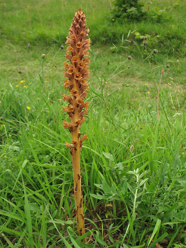 Image of Orobanche elatior specimen.